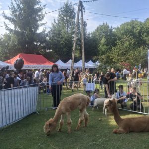 Nietoperze w centrum uwagi czyli 8. Festiwal Nietoperzy