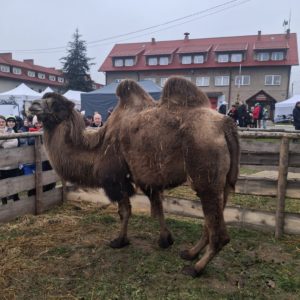 WhatsApp Image 2025-12-21 at 14.28.40 (1) Spotkanie Opłatkowe przy Żywej Szopce w Jerzmanowicach