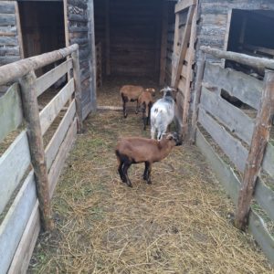 WhatsApp Image 2025-12-21 at 14.28.40 Spotkanie Opłatkowe przy Żywej Szopce w Jerzmanowicach